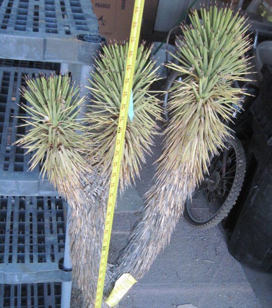 Yucca brevifolia v. jaegeriana Joshua Tree Nevada 1  