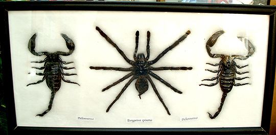 DTs B100 REAL Spider Arachnid Tarantula & 2 Scorpion Taxidermy  