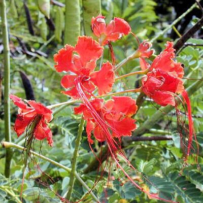 RED BIRD OF PARADISE CAESALPINIA PULCHERRIMA 1000 seeds  