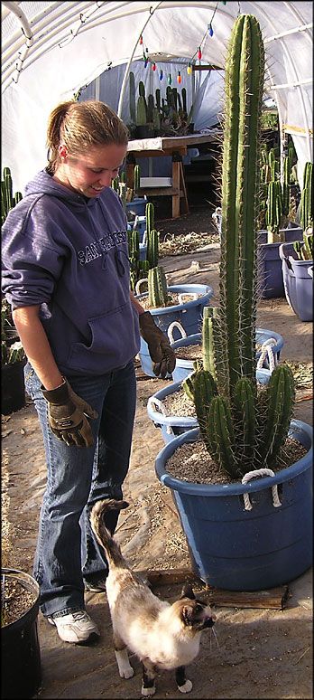 towel when transplanting or cutting tips to avoid the spines