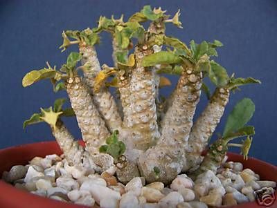 Dorstenia sp exotic rare succulents seed cacti 10 SEEDS  