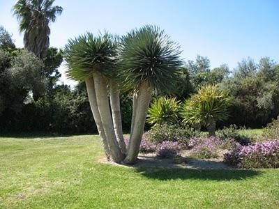   draco is a great decorative feature tree, with its spiky foliage