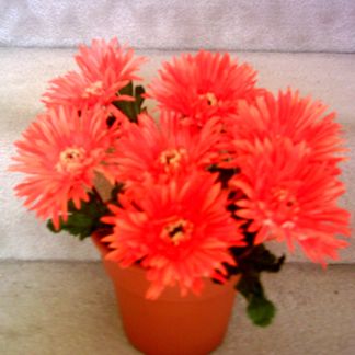 Flowers & Pen Bouquet   7 Orange Spider Daisies  