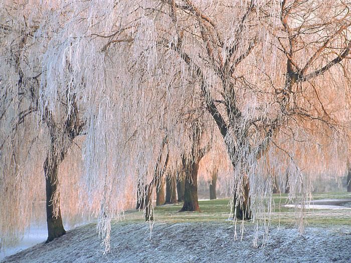 Weeping Willow (Salix babylonica) Seedling  